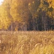 Autumn Forest and Golden Grass Field - VideoHive Item for Sale