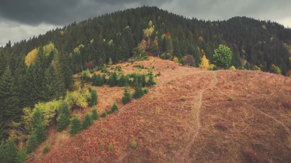 Autumn Coniferous Forest Carpathian Mountain Hill alt