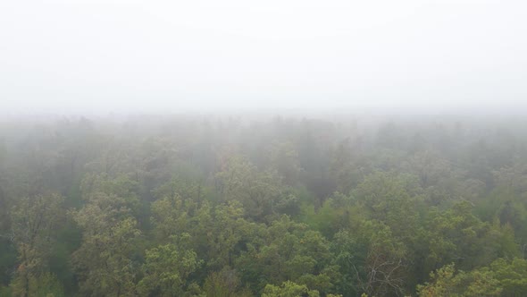 Fog in the Forest Aerial View alt