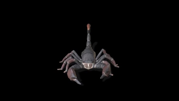 Scorpion Walk 1  alt