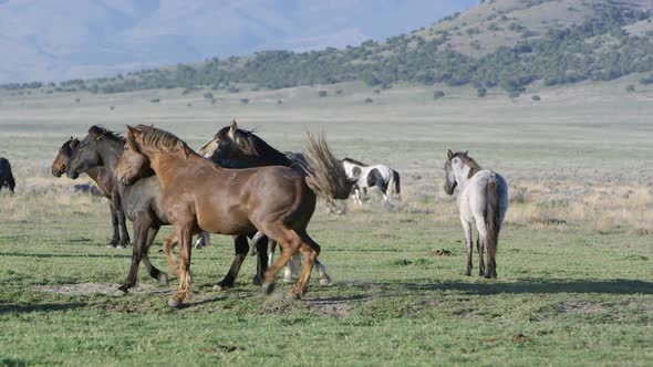 Two male horses trying to mate with female alt