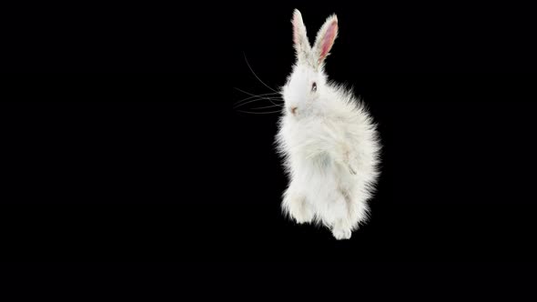 68 Rabbit One Hand Club Combo 4K alt