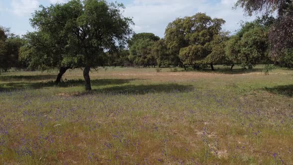 Aerial drone flying in park with bluebells and trees in green field no people, Seville Spain alt