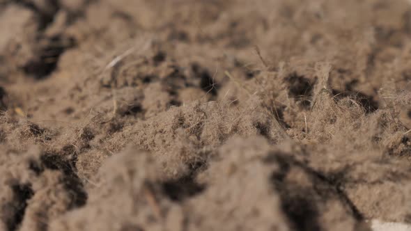 Dangerous Allergens Inside Home: Hair Clumps of Pets, Dirt and Particle Cause Different Sickness alt