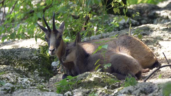 Close up of cute Chamois Family resting on rocks in wilderness during summer alt