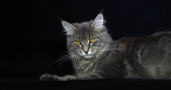 Blue Blotched Tabby Maine Coon Domestic Cat, Female laying against Black Background, Licking alt