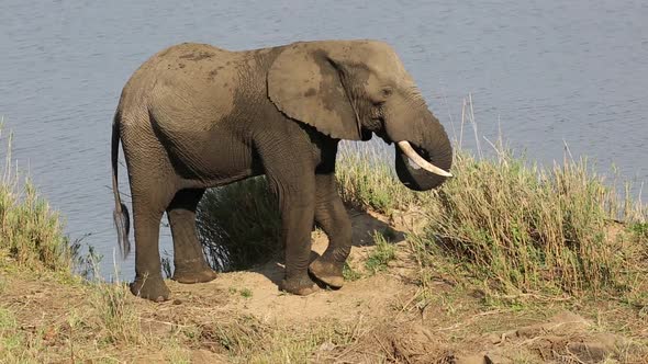 Feeding African Elephant - Kruger National Park alt