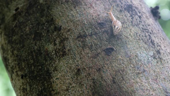 Snail crawling up on a tree trunk