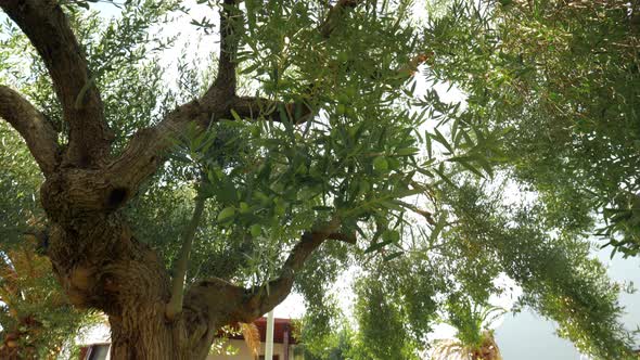Big fruitful olive tree in the garden near house alt