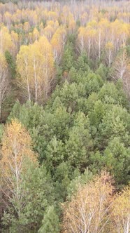 Vertical Video of a Forest with Trees During the Day alt