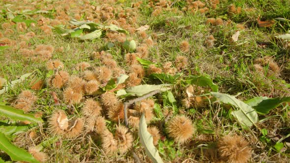 Ripe Chestnuts in Barbed Shell Lie on Ground Among Grass alt