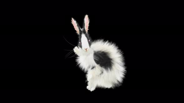 64 Rabbit Standing Walk 4K alt