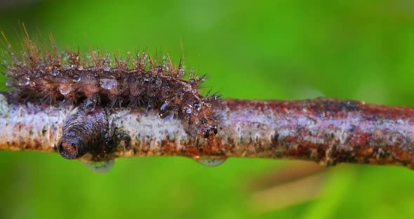 Caterpillar Phragmatobia Fuliginosa Also Ruby Tiger alt