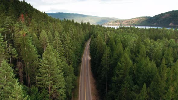 The Road In The Middle Of The Forest