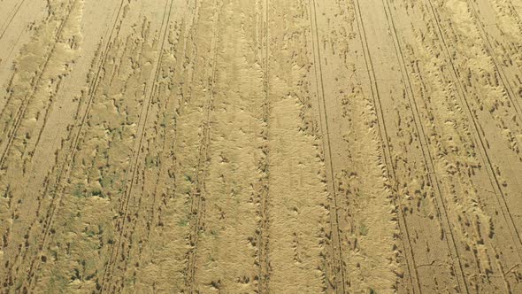 Field of common wheat after heavy storm 4K aerial video