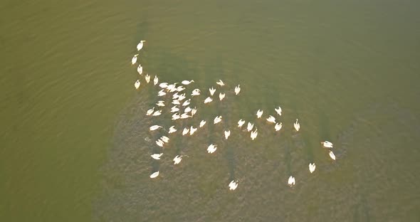 Breeding Grounds of Pelicans in Tuzly Estuary National Nature Park Near By Black Sea Coast, Ukraine alt