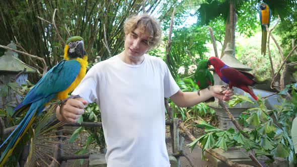 Handsome Caucasian Man in White Tshirt and Curly Hair Holds Three Parrots on Both Hands