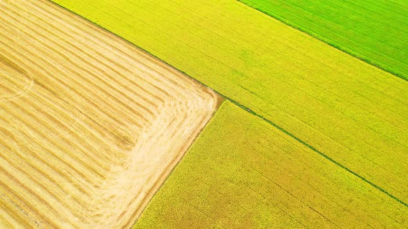 The sapling of the green rice plant. Video of fresh spring rice field alt