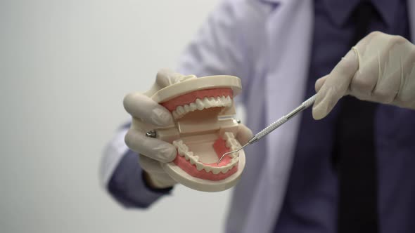 dentist holding teeth model denture and explorer mirror tool for showing and explaining to patient