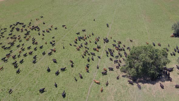 Aerial Drone Shot of a Large Herd of Cows Moving Across a Pasture (Modesto, California)