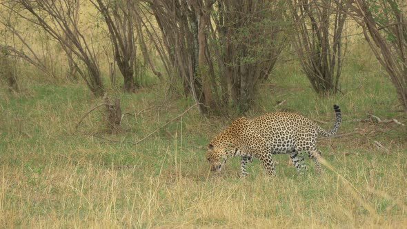 Leopard sniffing near bushes, Stock Footage | VideoHive