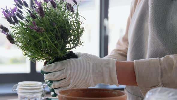 Woman Planting Pot Flowers at Home alt