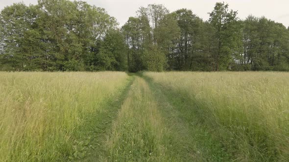 Rural road in tall grass in the forest of Bavaria alt