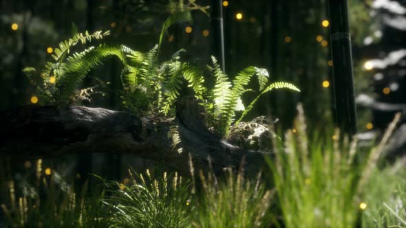 Horizontally Bending Tree Trunk with Ferns Growing and Sunlight Shining alt
