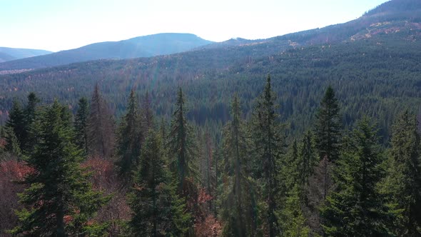 Aerial View of Virgin Evergreen Forest. Flying With Drone Above Pine Trees in the Mountains alt