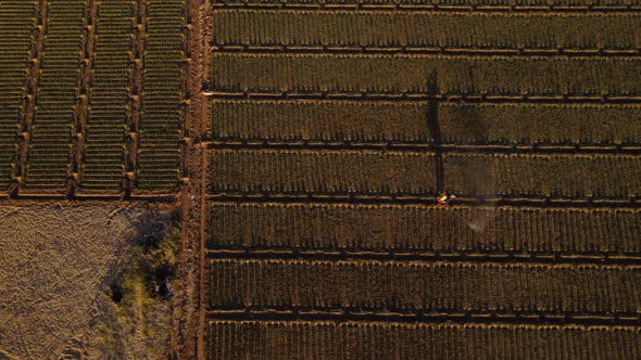 Person with a tank on his back and hand sprayer in hand with long shadow walks through arable fields alt