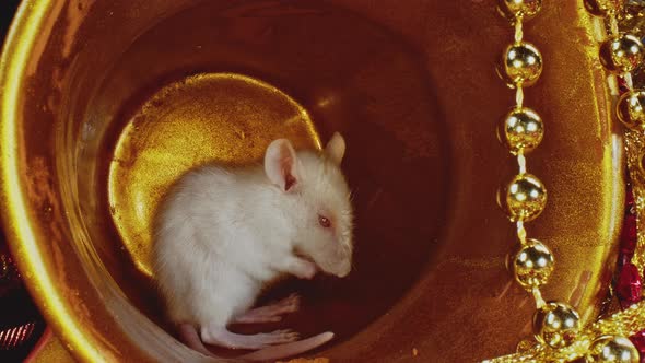 Macro View of White Domestic Rat Cleaning Its Fur, Sitting in Gold Christmas Pot