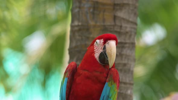 Red parrots macaw in forest.