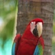 Red parrots macaw in forest. - VideoHive Item for Sale