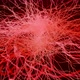 Neural Network Growing - VideoHive Item for Sale
