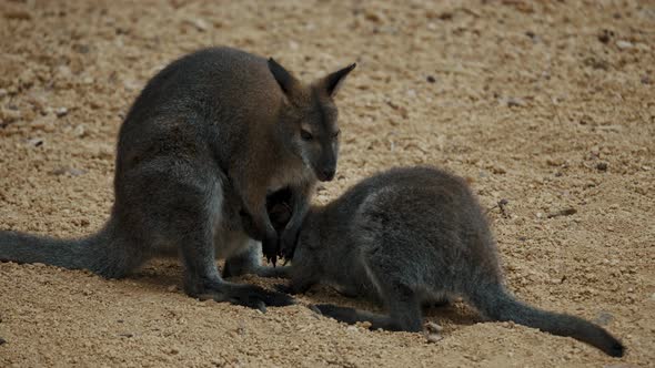 Red Kangaroo Nursing Her Joey - close up alt