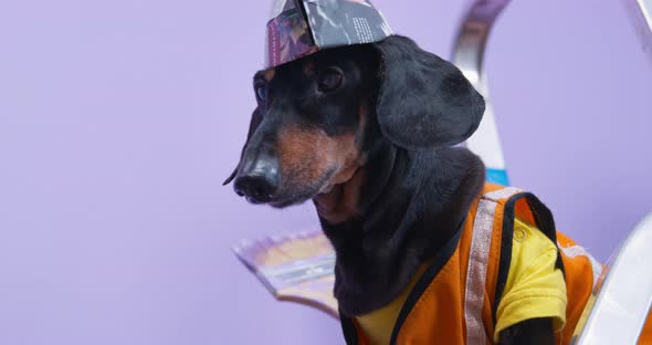 Serious Dachshund Dog in Builder Uniform with a Handmade Hat Made of Newspaper Who Stands on Ladder