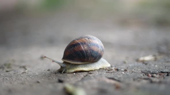 Macro Shot of a Snail Crawling Slowly Over Gray Ground