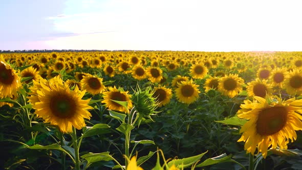A Field of Sunflower Against the Sky in the Rays of the Setting Sun
