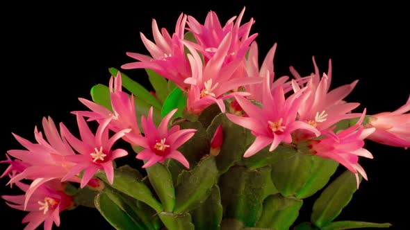 Timelapse of Blooming Cactus alt