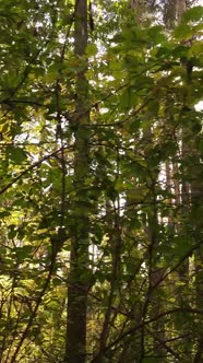 Vertical Video Autumn Forest with Trees By Day Slow Motion alt
