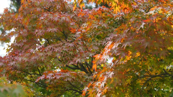Autumn Seasons