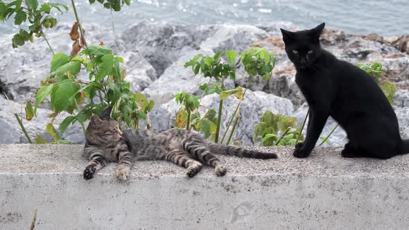 Young cats are in love on a wall near coast