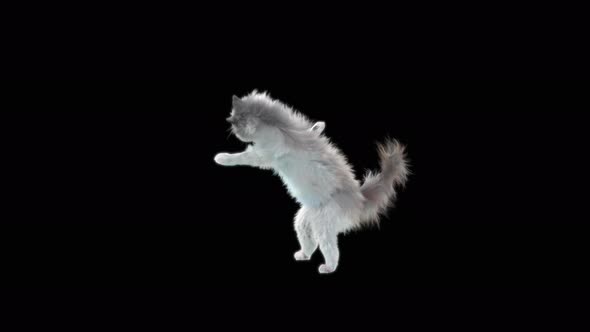 Cat Dancing 4K alt