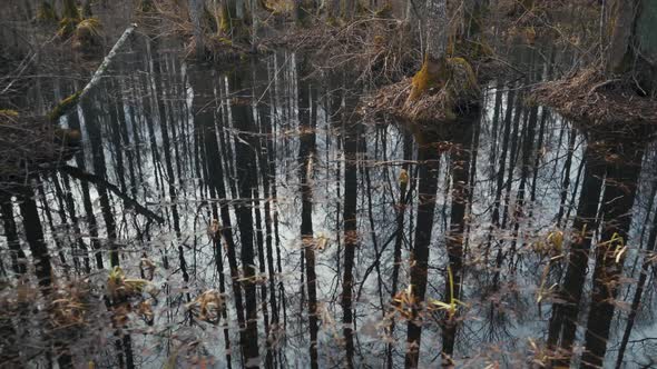 Walkpath in a Flooded Deciduous Forest With Wooden Foot Bridge. Sloka Lake Wooden Boardwalk in Swamp alt
