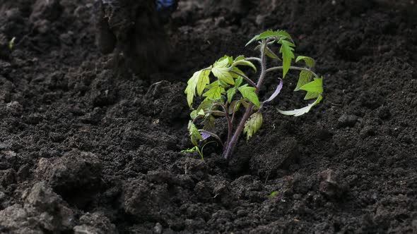 Female Hands in Blue Rubber Gloves Plants Young Tomato Seedlings in the Ground in Spring