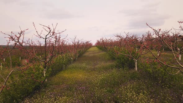 Peaches Garden Blossom on Tree alt