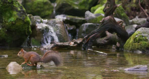 Red Squirrel Jump on a Rock in the Water and Finds a Nut Below Waterfall