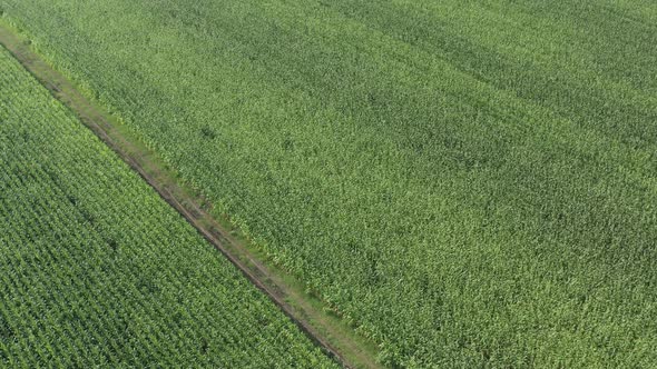 High above agricultural crop of corn 4K drone video