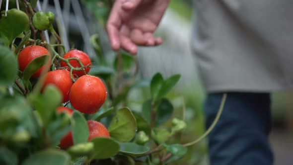 Hands of Farmer Checking Vegetable Harvest, Quality Control in Farming Company