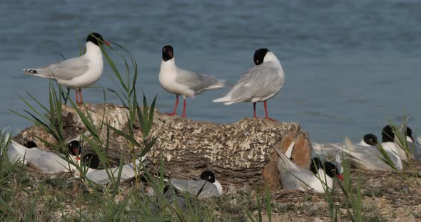 A flock of Mediterranean gull,( Ichthyaetus melanocephalus), during the egg incubation time, Camargu alt